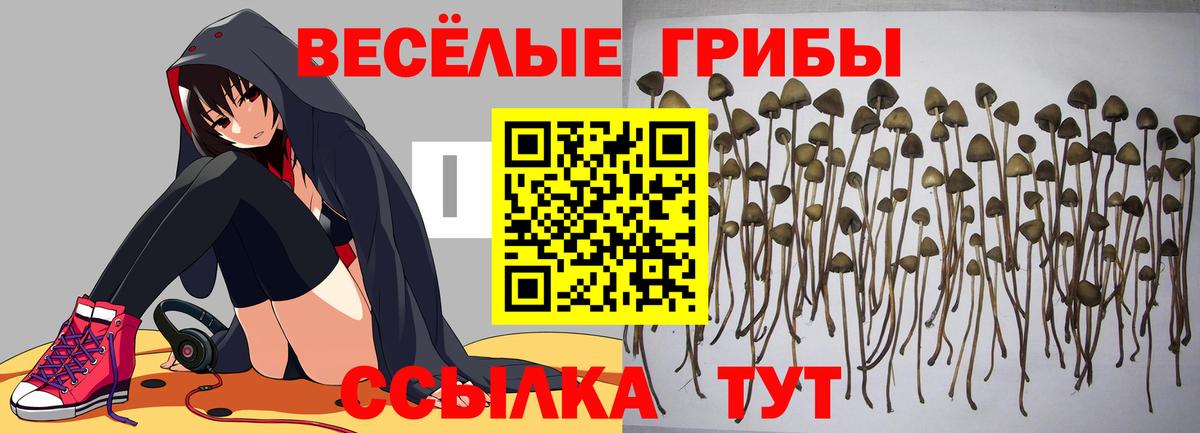 Галлюциногенные грибы мицелий  Псилоцибиновые грибы Magic Shrooms  Вход с VPN  Киров 